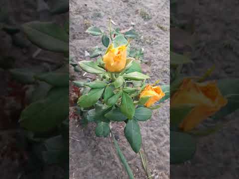 Видео: Честный отзыв agromarket. Розы из интернет магазина. Мой опыт