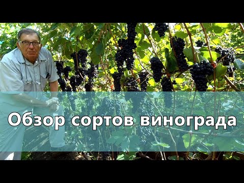 Видео: Обзор сортов винограда