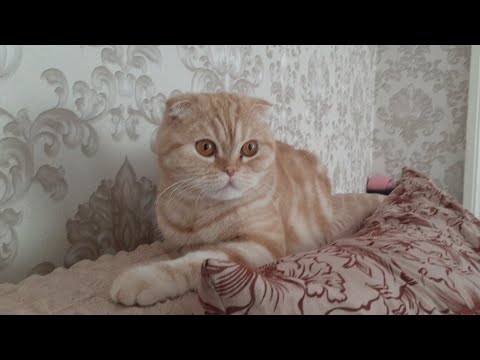 Видео: реальная жизнь в игре пикап часть 2