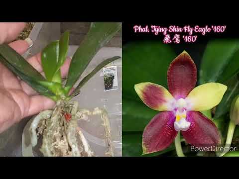 Видео: Пересадка_эксперимент #Орхидеи_Азиатки/в три вида #Мха_Сфагнум /часть 2.