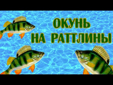 Видео: Окунь на раттлины .