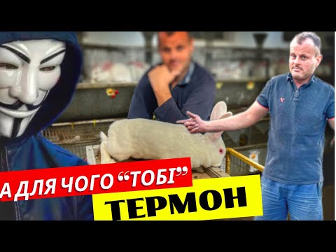 Видео: Ферма кроликів🇺🇦 Я вирощую кролі породи Термонська бо …