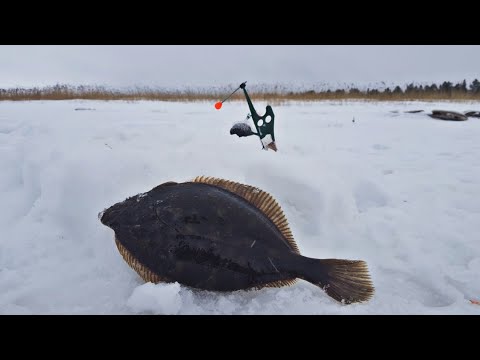 Видео: Как ловят рыбу зимой на море! ДОНКИ НА МОРСКУЮ РЫБУ. FISHING ON THE SEA