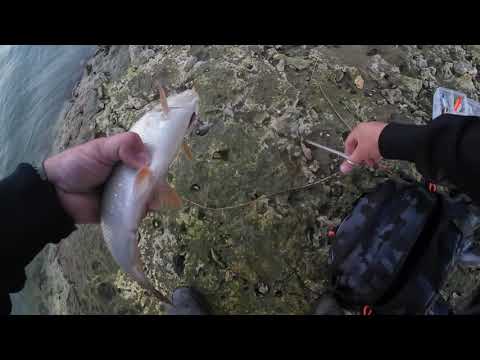 Видео: Риболов на распер на река Дунав