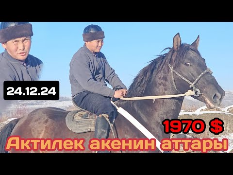 Видео: жаңы Актилек акенин аттары БОЙКА АРЗАН АТТАР