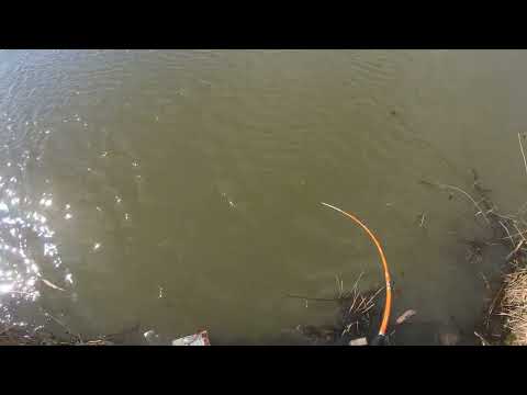 Видео: Сазаняра в пруду