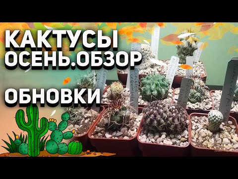 Видео: Уход за кактусами осенью. Обзор. Новые кактусы. Copiapoa. Turbinicarpus