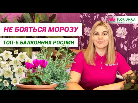 Видео: Вони виростуть навіть на ХОЛОДНОМУ БАЛКОНІ! ТОП-5 зимових рослин│Florium.ua