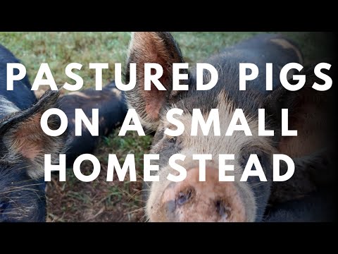 Видео: Выпас свиней на небольшом приусадебном участке | Наши ошибки