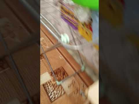 Видео: Обзор на диск возвращение блудного попугая dvd #4