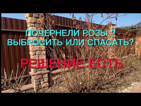 Видео: Розы. Почернели розы? Выкопать и выбросить или спасать? Решение есть….🌹🌹🌹