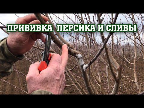 Видео: Делаем прививки персика и сливы /Легко и просто !!!