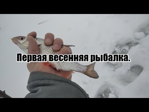 Видео: Первая весенняя рыбалка.