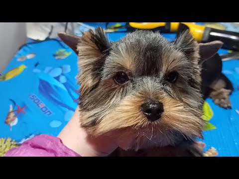 Видео: Как подстричь йорка, стрижка йорка в домашних условиях!