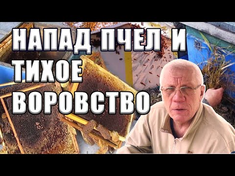 Видео: Пчелиное воровство. Почему пчёлы нападают и что делать чтобы спасти пчелосемью?