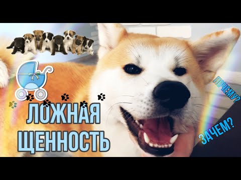 Видео: ЛОЖНАЯ БЕРЕМЕННОСТЬ У СОБАКИ/ АКИТА ИНУ/ ТЕЧКА #акитаину   #ложнаябеременностьусобак