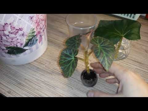 Видео: ЧЕРЕНКОВАНИЕ БЕГОНИИ 100%,РЕЗУЛЬТАТ