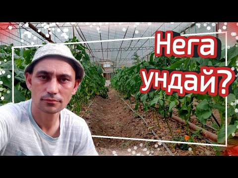 Видео: Нега ундай?