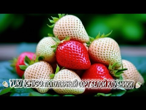 Видео: Какие сорта клубники существуют в Японии: что выращивают на Хоккайдо