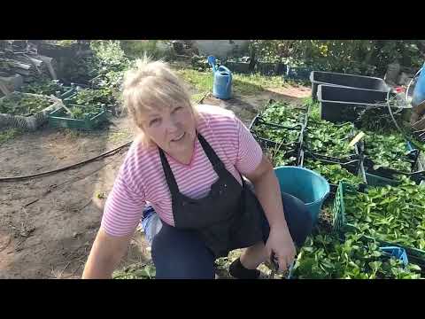 Видео: Закладається квіткова брунька, час дати  монофосфат калію або інші добрива де більше фосфору і калію