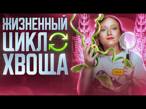 Видео: Жизненный цикл хвоща | ЕГЭ-2025 по биологии
