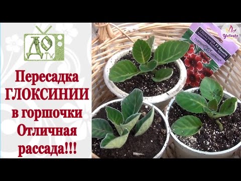 Видео: Пересадка ГЛОКСИНИИ в горшочки.Теперь ждем цветения!