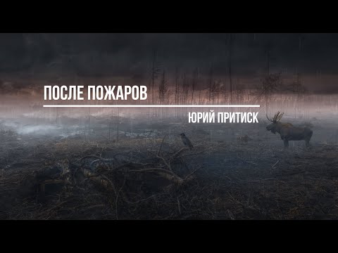 Видео: После пожаров /  Юрий Притиск