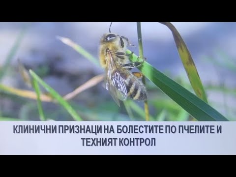 Видео: КЛИНИЧНИ ПРИЗНАЦИ НА БОЛЕСТИТЕ ПО ПЧЕЛИТЕ И ТЕХНИЯТ КОНТРОЛ Д-р Илиян Гечев, PhD