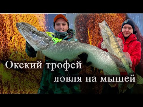 Видео: Окские осенние ЩУКИ! НАКОНЕЦ-ТО этот ТРОФЕЙ пойман! ловля щуки на БАКТЕЙЛЫ