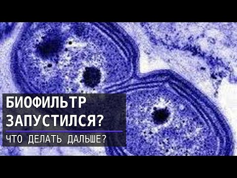 Видео: Как понять, что биофильтр запустился и что делать дальше?