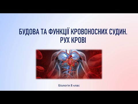 Видео: Біологія людини. Будова та функції кровоносних судин. Рух крові