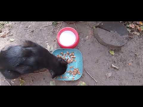 Видео: ЧЕРНЫШКА И СУМКА😻🥰!ВСЕ НАКОРМЛЕНЫ🌳🍗!ЧО КУПИЛА?!🫐🥩