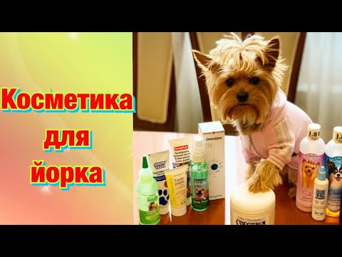 Видео: Косметика для йоркширского терьера