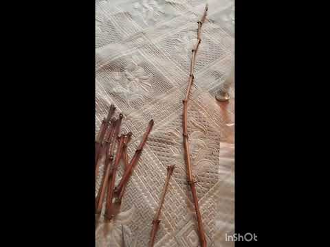 Видео: Подготовка черенков винограда для укоренения.Подписывайтесь на канал.https://t.me/+Th1nRBHfiQE2OTEy