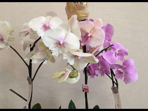 Видео: БИГ ЛИПЫ – ОГРОМНЫЕ ЛОПУХИ!!! (новинки ОРХИДЕЙ в моей коллекции)