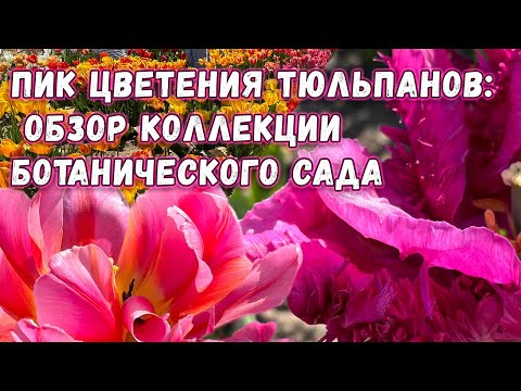 Видео: Обзор более 200 сортов тюльпанов из коллекции Ботанического сада