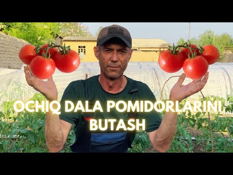 Видео: ОЧИҚ ДАЛА ПОМИДОРЛАРИНИ БУТАШ | OCHIQ DALA POMIDORLARINI BUTASH