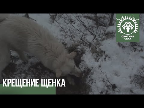 Видео: Крещение щенка