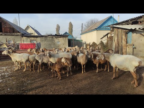 Видео: 1 жылда 2 жолу тууйт || Козуларын сатып пайда табамын || Арашан койлору г.Кара-Балта