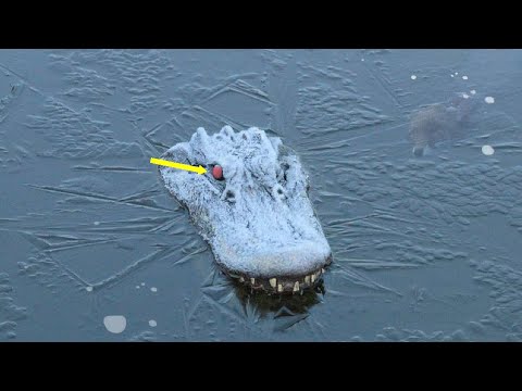 Видео: На такое способен только Аллигатор. Эта Рептилия смеется над смертью.