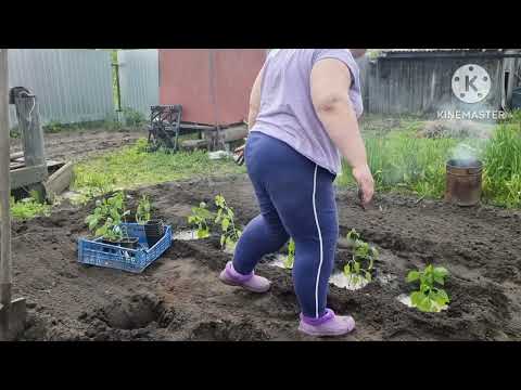 Видео: Дела огородные 2часть👍🤣🌹🌹🌹