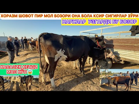 Видео: ХОРАЗМ ШОВОТ ПИР МОЛ БОЗОРИ ОНА БОЛА КСИР СИГИРЛАР ЗУРИ НАРХЛАР УЗГАРДИ КУРИНГ 12-сентября 2025 г