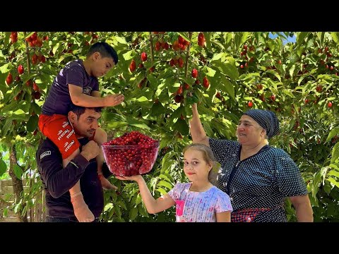 Видео: Бабушка заготавливает 50 кг кизила и варит варенье! Приготовление огурцов и помидоров