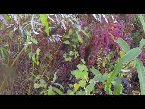 Видео: Охота на лося во время гона.