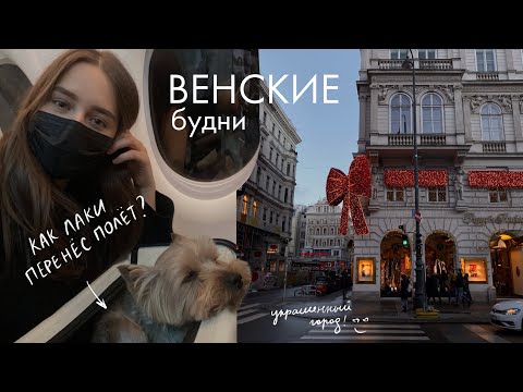 Видео: Переезд в Вену, Перелет с Собакой и Первые Впечатления