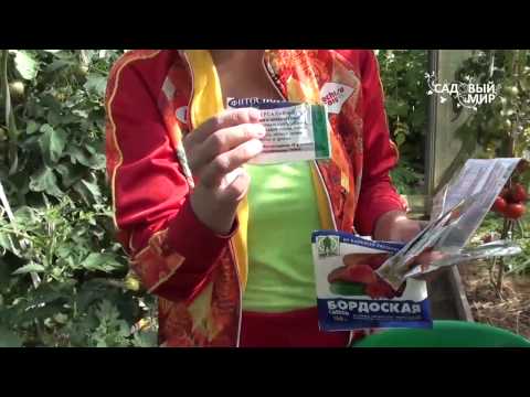 Видео: Как защитить томаты от фитофтороза. Сайт "Садовый мир"