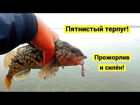 Видео: Пятнистый терпуг клюёт сразу! Щедрая на рыбу морская лагуна