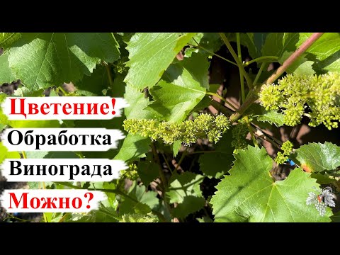 Видео: МОЖНО ли ОБРАБАТЫВАТЬ ВИНОГРАД во ВРЕМЯ ЦВЕТЕНИЯ?