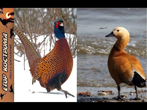 Видео: Охота на фазана и огаря (атайку) по первому снегу. Начало ноября 2021г.