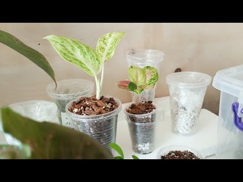 Видео: аглаонемы 26.05.24 #аглаонема #аглаонемы #aglaonema #ароидные